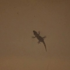 Tarentola mauritanica