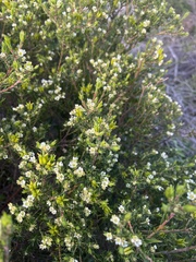 Diosma subulata