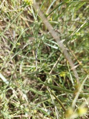 Bupleurum tenuissimum