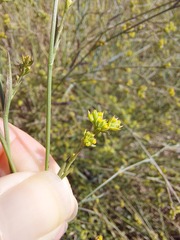 Bupleurum tenuissimum