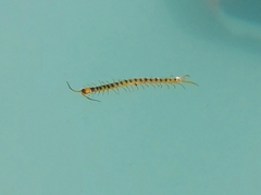 Schendylidae