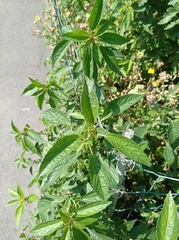 Acalypha australis