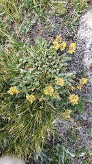 Eriogonum arcuatum