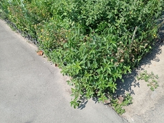 Acalypha australis