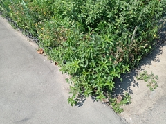 Acalypha australis