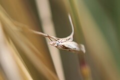 Agriphila inquinatella