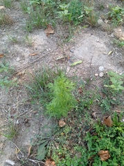 Artemisia annua