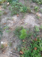 Artemisia annua