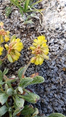 Eriogonum arcuatum