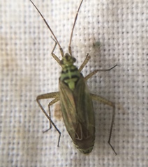 Oncotylus viridiflavus