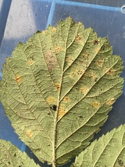 Phragmidium bulbosum