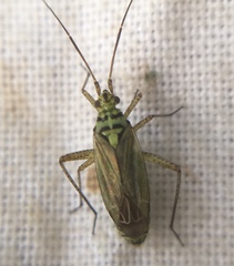 Oncotylus viridiflavus