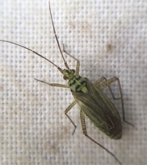Oncotylus viridiflavus