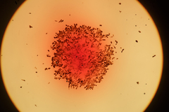 Berkleasmium conglobatum
