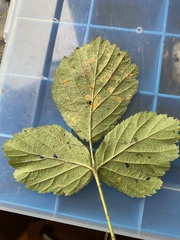 Phragmidium bulbosum