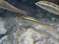 Halichoeres bivittatus