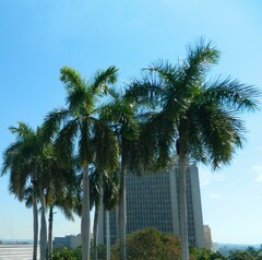 Roystonea regia