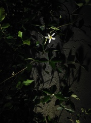Trachelospermum jasminoides
