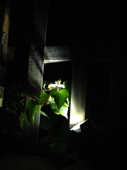 Houttuynia cordata