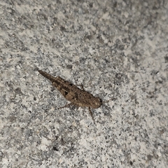 Trilophidia annulata