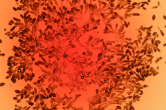 Berkleasmium conglobatum