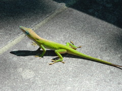 Anolis porcatus