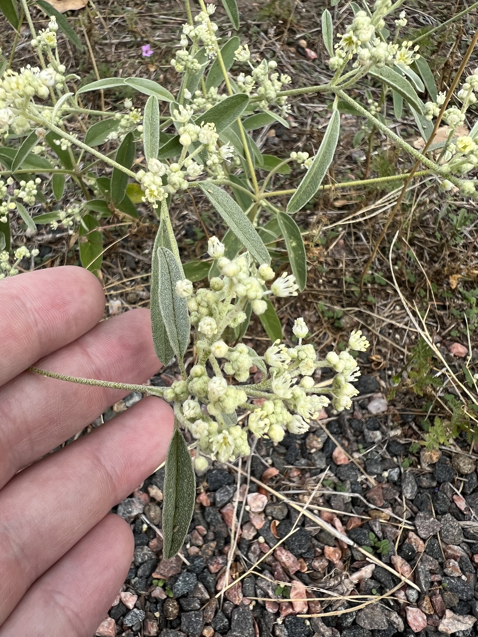 Croton texensis (Klotzsch) Müll.Arg.