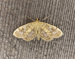 Anania tertialis