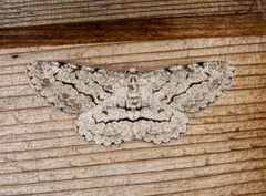 Stenoporpia pulmonaria