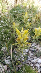 Castilleja puberula