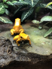 Phyllobates terribilis
