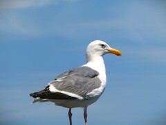 Larus occidentalis occidentalis