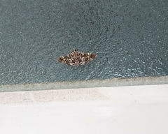 Chabula acamasalis