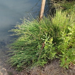 Cyperus laevigatus distachyos