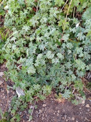 Alchemilla villosa