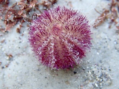 Amblypneustes elevatus