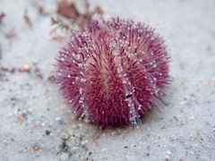 Amblypneustes elevatus