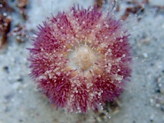 Amblypneustes elevatus