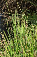 Cyperus laevigatus distachyos