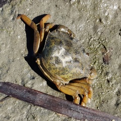Carcinus maenas
