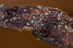 Stachybotryaceae