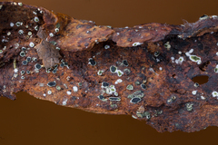 Stachybotryaceae