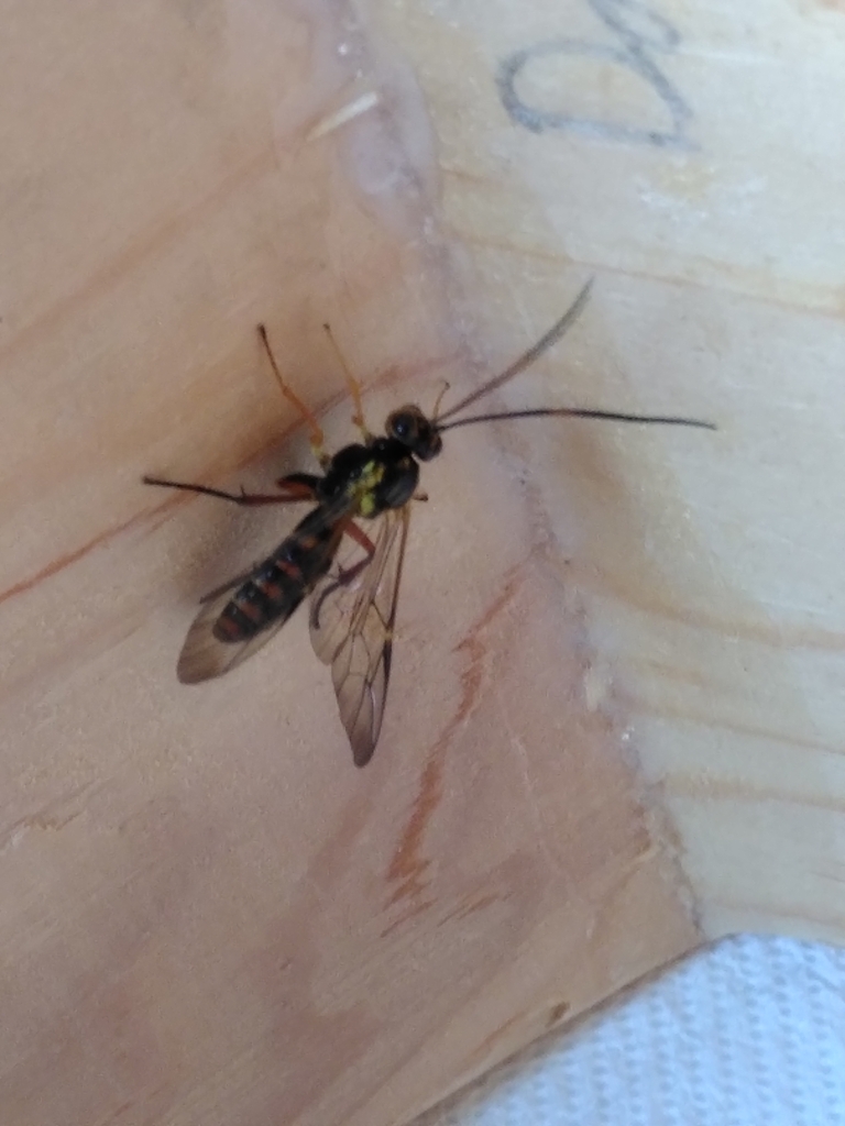 Euceros superbus