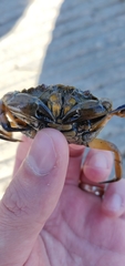 Carcinus maenas