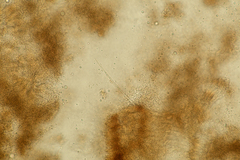 Stachybotryaceae