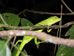 Pseudocalotes tympanistriga