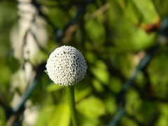 Spilanthes urens
