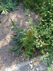 Amaranthus retroflexus