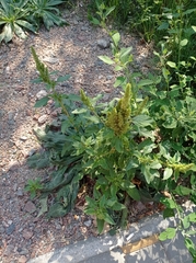 Amaranthus retroflexus