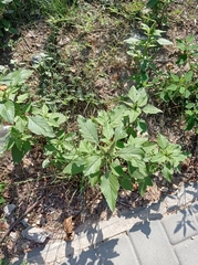 Amaranthus retroflexus